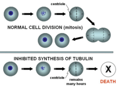 Mitotic inhibitors (aka plant alkaloids)