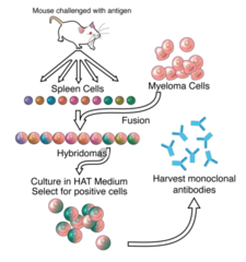 Monoclonal Antibodies production and complications