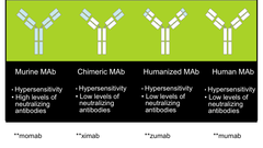 Monoclonal Antibodies (Types)