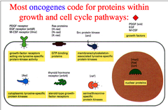 Most oncogenes code for proteins within growth and cell cycle pathways
