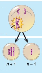 nondisjunction