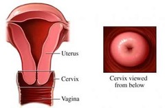 normal cervix