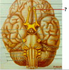 olfactory nerve