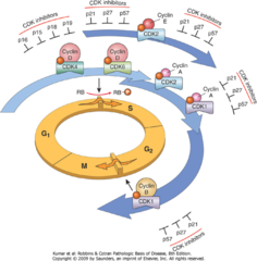 Oncogenes/Tumor suppressor genes and the cell cycle