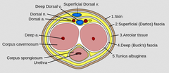 Penile cancer starts off SF and goes deep (papillary or ulcerative lesion). What layer of fascia acts as a natural initial barrier for corporeal invasion?