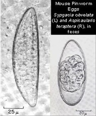 Pinworms (Aspiculuris tetraptera) found primarily....
