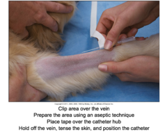 Placing an IV Catheter in a Small Animal Patient (1)