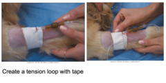 Placing an IV Catheter in a Small Animal Patient (Cont'd-10)
