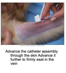 Placing an IV Catheter in a Small Animal Patient (Cont'd -2)