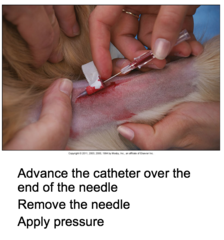 Placing an IV Catheter in a Small Animal Patient (Cont'd-3)