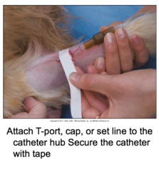 Placing an IV Catheter in a Small Animal Patient (Cont'd-4)