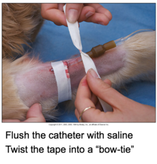 Placing an IV Catheter in a Small Animal Patient (Cont'd-5)