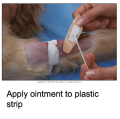 Placing an IV Catheter in a Small Animal Patient (Cont'd-7)