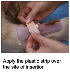 Placing an IV Catheter in a Small Animal Patient (Cont'd-8)