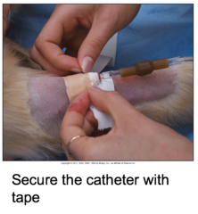 Placing an IV Catheter in a Small Animal Patient (Cont'd-9)