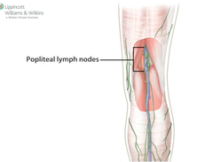 popliteal lymph nodes drain