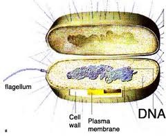 prokaryote