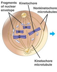 Prometaphase (mitosis)