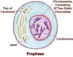 Prophase (mitosis)