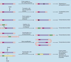 Proto-oncogene conversion mechanisms