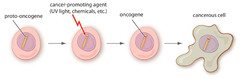 Proto-oncogene