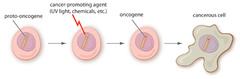 Proto-oncogenes (c-onc)