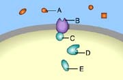 receptor molecule