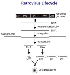 Retrovirus Lifecycle