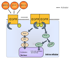 Review: EGF