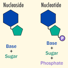 Review: Nucleotide vs. Nucleoside