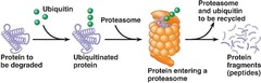 Review: Proteasome