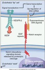 Review: VEGF