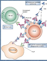 Rituximab