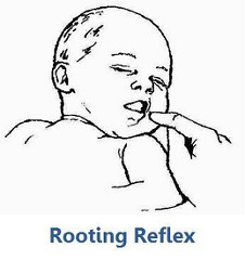 Rooting reflex