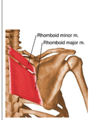 Scapular ADDuction? (2)