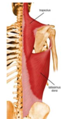 Scapular depression