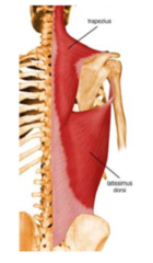 Scapular elevation (2)