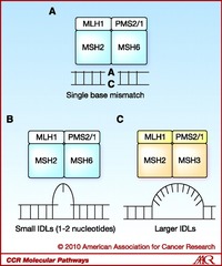 Schematic of DNA Damage Recognized by the Mismatch Repair (MMR) Pathway