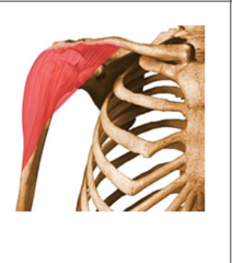 Shoulder flexion (3)