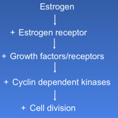 Signaling of estrogen