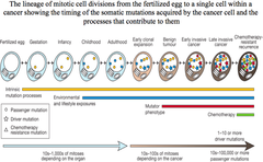 Slide on how cells accumulate driver and passenger mutations in a person's lifetime.