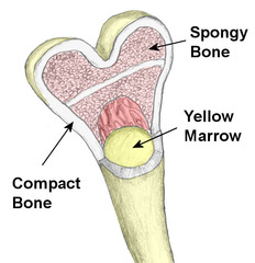 spongey bone