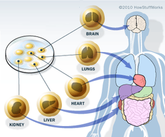 Stem Cells Info