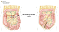 sup. mesenteric lymph nodes drain