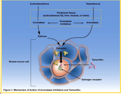 Tamoxifen vs. Aromatase Inhibitors (Mechanism diagram)
