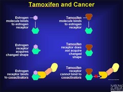 Tamoxifen