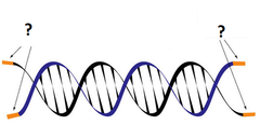 telomere