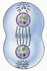 Telophase (mitosis)