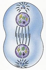 Telophase- picture and words