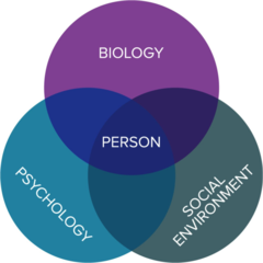 The biopsychosocial model of health (figure)